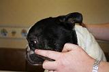 NETTOYAGE PLIS - BOULEDOGUE FRANCAIS 005